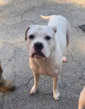 Rescue Mixed Breed Dogs for Adoption in Spartanburg, South Carolina - Jolly | PetCurious