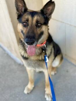 Granger -  German Shepherd Dog and Mixed Breed Dog for Adoption in Kansas City, Missouri - Granger | PetCurious