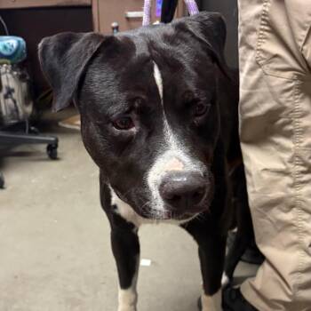 Dangles -  Pit Bull Terrier Dog for Adoption in Yuma, Arizona - Dangles | PetCurious