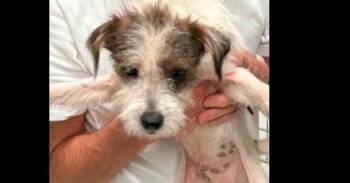 Little Woofs: Finn -  Terrier Dog for Adoption in Dallas, Texas - Little Woofs: Finn | PetCurious