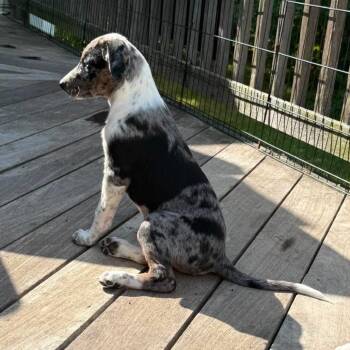 Bumper -  Mixed Breed Dog for Adoption in Fredericksburg, Virginia - Bumper | PetCurious