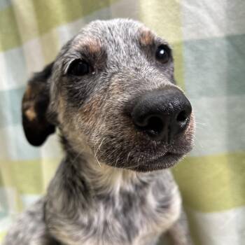 Decadence in NH Come Meet our Adoptable Dogs Wednesday-Saturday. -  Australian Cattle Dog Blue Heeler Dog for Adoption in Manchester, New Hampshire - Decadence In NH Come Meet Our Adoptable Dogs Wednesday-Saturday. | PetCurious