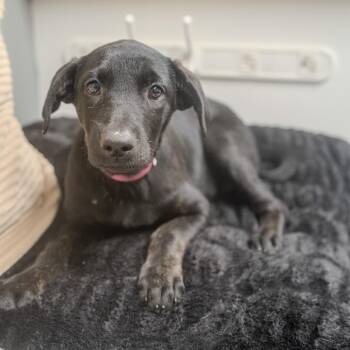 Cali -  Labrador Retriever and Mixed Breed Dog for Adoption in Pawling, New York - Cali | PetCurious