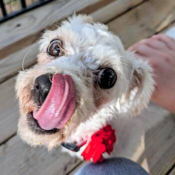 Poodle Dogs Available for Adoption in Houston, Texas - Gigi B | PetCurious