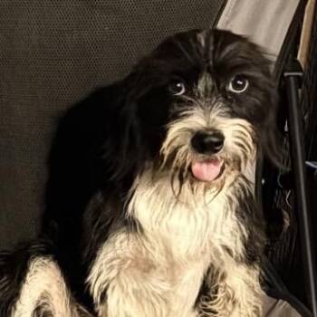 Dash -  Shih Tzu and Boston Terrier Dog for Adoption in Midland, Texas - Dash | PetCurious
