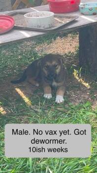 Zeke -  Shepherd and Mixed Breed Dog for Adoption in Calgary, Alberta - Zeke | PetCurious