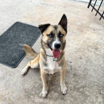 Rescue German Shepherd Dog and Siberian Husky Dogs for Adoption in Houston, Texas - Skippy | PetCurious