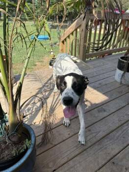 Rescue Mixed Breed Dogs for Adoption in Milton, Delaware - Freckles Magoo | PetCurious