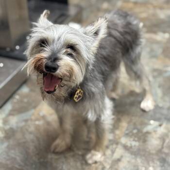 Rescue Miniature Schnauzer Dogs for Adoption in Sugar Land, Texas - Indy | PetCurious
