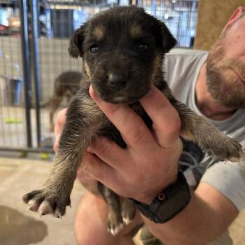 Mixed Breed Dogs Available for Adoption in Leander, Texas - Pupperoni (Blue) | PetCurious