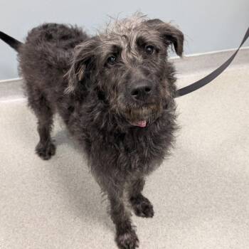 Abby -  Irish Wolfhound Dog for Adoption in New Castle, Delaware - Abby | PetCurious
