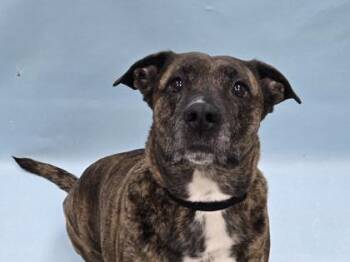 Lil One -  Pit Bull Terrier and Mixed Breed Dog for Adoption in Minneapolis, Minnesota - Lil One | PetCurious