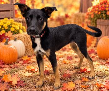 Bosco -  Shepherd Dog for Adoption in Kenedy, Texas - Bosco | PetCurious