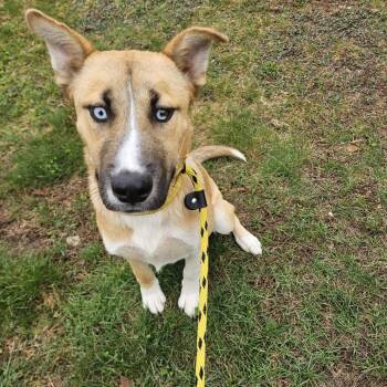Mixed Breed Dogs Available for Adoption in Conway, New Hampshire - Frankie | PetCurious