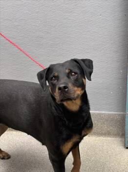 Rescue Rottweiler Dogs for Adoption in Las Vegas, Nevada - TINK | PetCurious