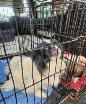 Pekingese Dogs Available for Adoption - Mindy JC In MS | PetCurious