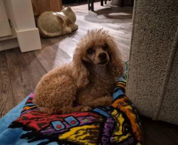 Poodle Toy - Cyndi Lauper -  Poodle Dog for Adoption in Omaha, Nebraska - Poodle Toy - Cyndi Lauper | PetCurious