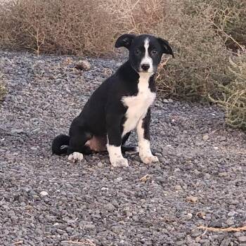 Rescue Australian Cattle Dog Blue Heeler and Husky Dogs for Adoption in Oroville, Washington - Peiton | PetCurious