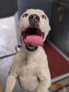 Rescue Mixed Breed Dogs for Adoption in Largo, Florida - Claude | PetCurious