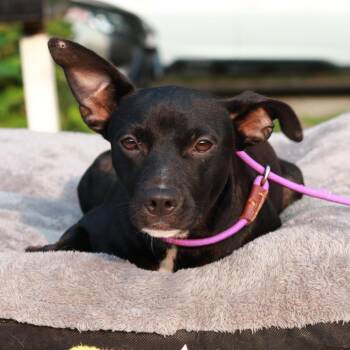 CT Bella Boo -19lbs -  Rat Terrier Dog for Adoption in Stormville, New York - CT Bella Boo -19lbs | PetCurious