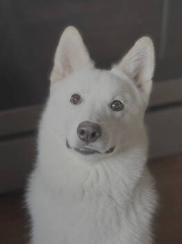 Rescue Husky Dogs for Adoption in Seattle, Washington - Xarpo | PetCurious