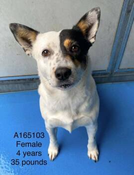 Australian Cattle Dog Blue Heeler and Mixed Breed Dogs Available for Adoption - Care Bear | PetCurious