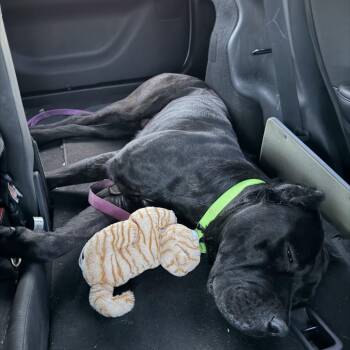Roku -  Cane Corso Dog for Adoption in Manchester, Pennsylvania - Roku | PetCurious