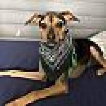 Rescue Miniature Pinscher Dogs for Adoption in Las Vegas, Nevada - Bandito | PetCurious