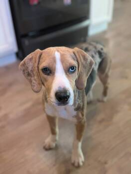 Beagle and Catahoula Leopard Dog Dogs Available for Adoption in Boise, Idaho - Dottie | PetCurious