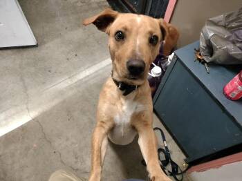 Rescue Mixed Breed Dogs for Adoption in Brooksville, Kentucky - Scooter | PetCurious