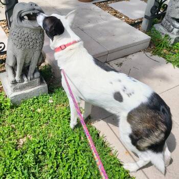 Rescue White German Shepherd and Border Collie Dogs for Adoption in Liverpool, Texas - Sky | PetCurious