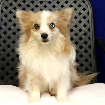 Jett -  Pomeranian Dog for Adoption in Midland, Texas - Jett | PetCurious