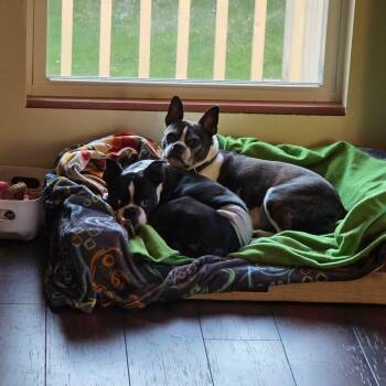 Frank -  Boston Terrier Dog for Adoption in Waukesha, Wisconsin - Frank | PetCurious