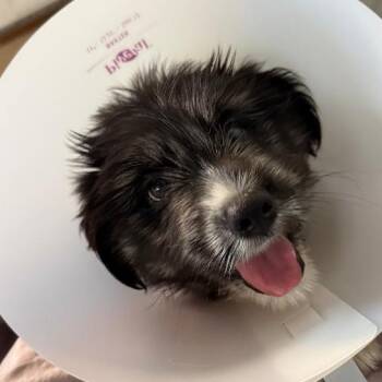 Brigham -  Australian Shepherd and Terrier Dog for Adoption in Scottsdale, Arizona - Brigham | PetCurious