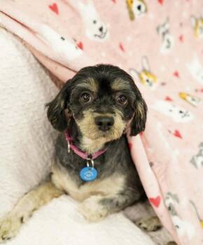 Poodle Dogs Available for Adoption - Shirley | PetCurious