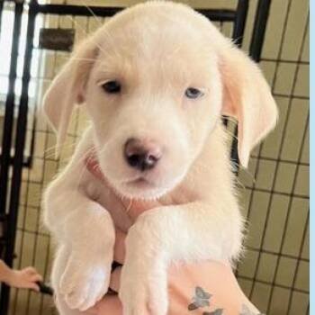 Caroline -  Collie and Labrador Retriever Dog for Adoption in Briarcliff Manor, New York - Caroline | PetCurious