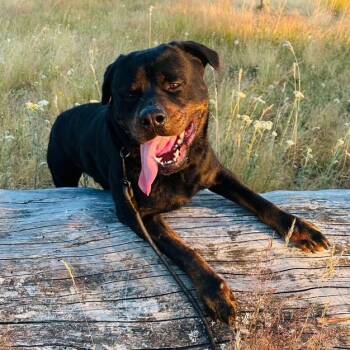 Rescue Rottweiler Dogs for Adoption in Redmond, Washington - Kapu | PetCurious