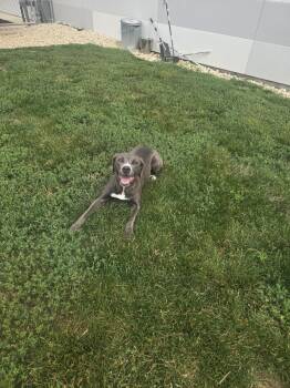 American Staffordshire Terrier Dogs Available for Adoption in Manhattan, Illinois - Lucy | PetCurious