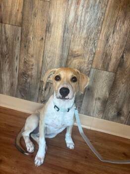 Starlight -  Mixed Breed Dog for Adoption in Raleigh, North Carolina - Starlight | PetCurious
