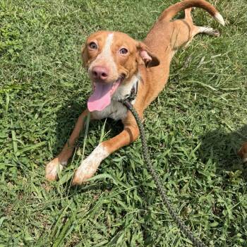 Merle -  Australian Shepherd and Chiweenie Dog for Adoption in Albemarle, North Carolina - Merle | PetCurious