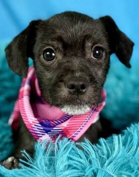 Rescue French Bulldog and Poodle Dogs for Adoption in Hondo, Texas - Stella - French Bulldog/Poodle Mix | PetCurious