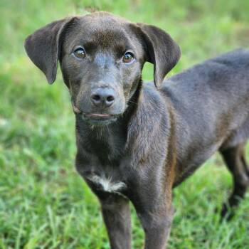 Gunner (Jackson) -  Chocolate Labrador Retriever and Pointer Dog for Adoption in Summerfield, North Carolina - Gunner (Jackson) | PetCurious