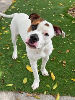 TYLER -  American Bulldog and Mixed Breed Dog for Adoption in Fort Myers, Florida - TYLER | PetCurious