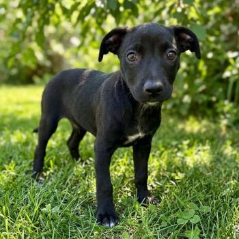 Casserole -  Doberman Pinscher Dog for Adoption in Tulsa, Oklahoma - Casserole | PetCurious