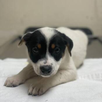 Cattle Dog and Mixed Breed Dogs Available for Adoption - Snowy | PetCurious