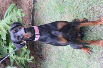 Prince -  Doberman Pinscher Dog for Adoption in Brunswick, Georgia - Prince | PetCurious