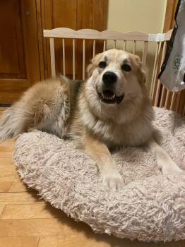 ATLAS 425 -  Australian Shepherd and Great Pyrenees Dog Available for Adoption in New Berlin, Wisconsin - ATLAS 425 | PetCurious