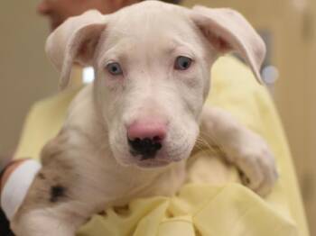 Frankie -  Catahoula Leopard Dog and Pit Bull Terrier Dog for Adoption in Portland, Oregon - Frankie | PetCurious