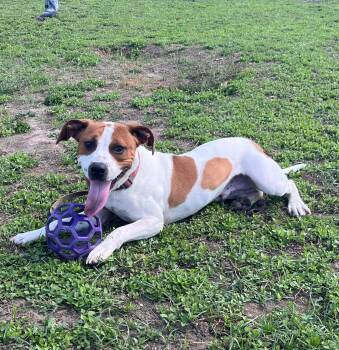 Hound Dogs Available for Adoption - Dyno | PetCurious