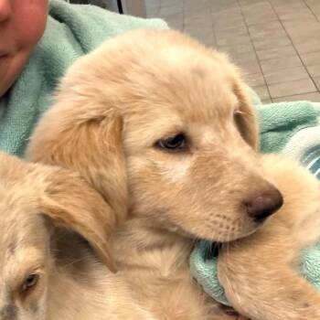 Pearl -  Labrador Retriever Dog for Adoption in San Antonio, Texas - Pearl | PetCurious